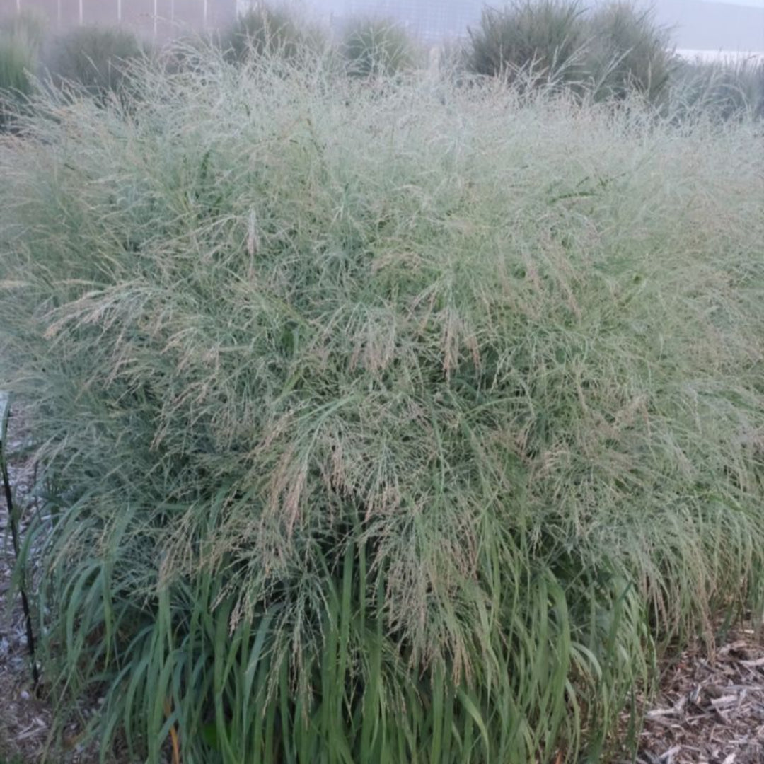 Grass: Panicum v. Prairie Winds &