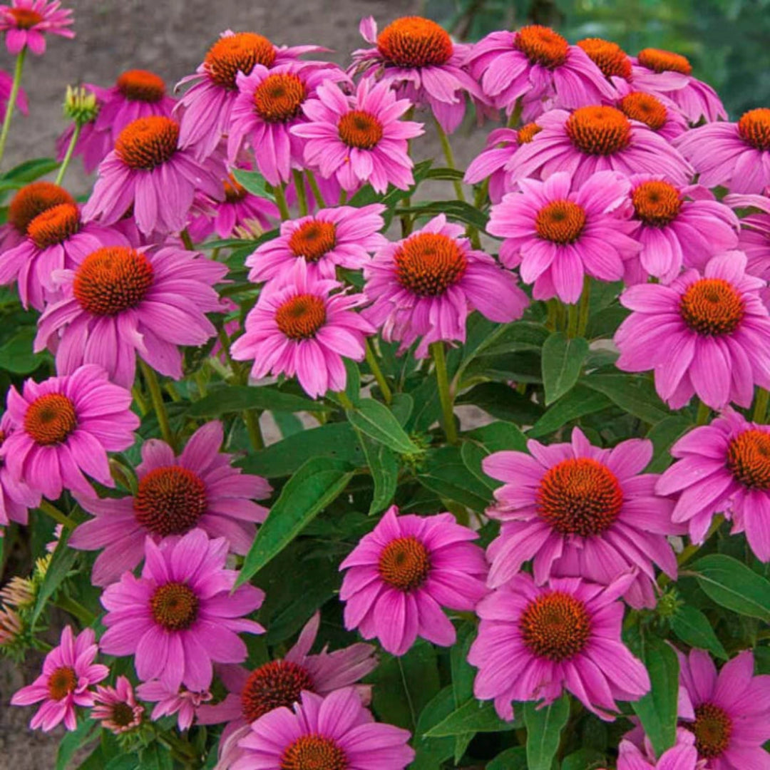 Echinacea purpurea &