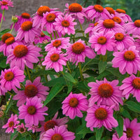 Echinacea purpurea 'Pow Wow Wild Berry' Coneflower - [EG]