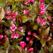 Tango' Weigela Florida