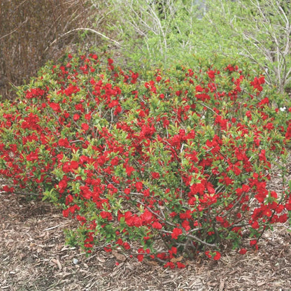Texas Scarlet Flowering Quince