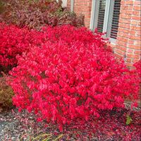 Euonymus Alatus Compactus
