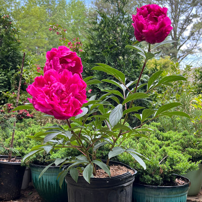 Peony Kansas