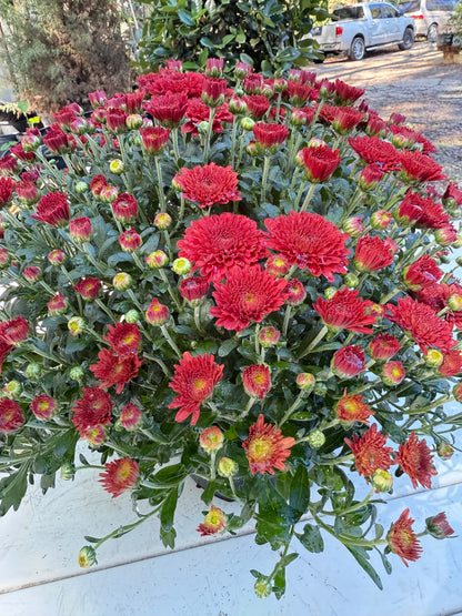 Tabitha Scarlet Mum Plant – Bright Red Fall Garden Chrysanthemum – Hardy Perennial Blooms