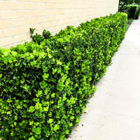 Manhattan Euonymus