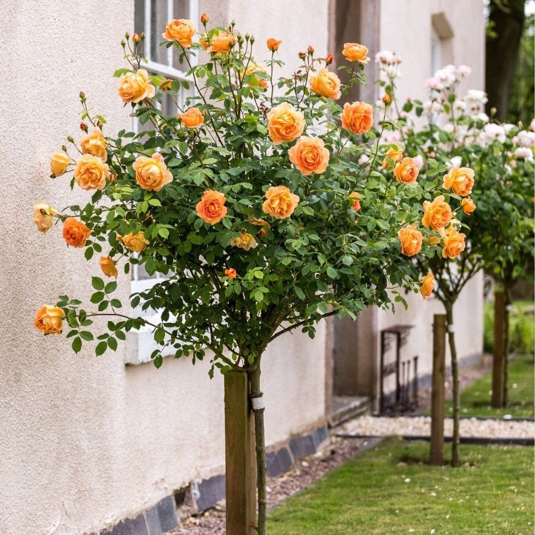 South Africa Tree Form Rose
