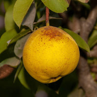 Orient Pear Tree