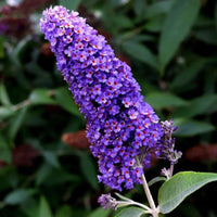 Close-up of Ellen’s Blue Buddleia flowers with rich blue-purple color