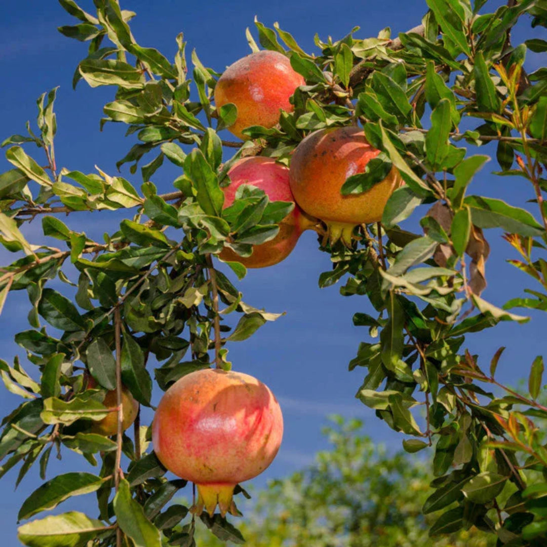 Hardy Russian Pomegranate bush with green foliage