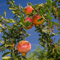 Vibrant red fruits growing on Russian Pomegranate Tree