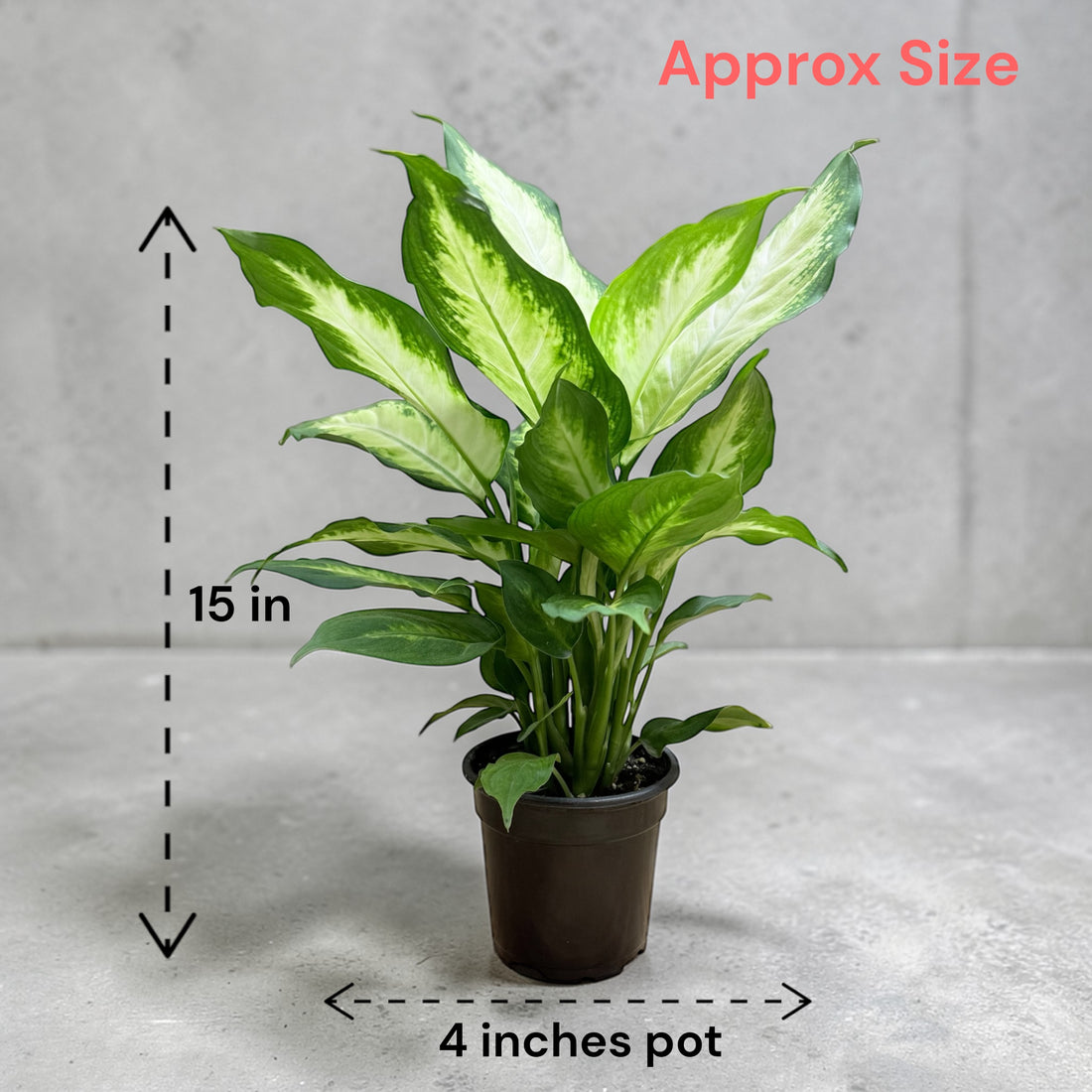 Dieffenbachia ‘Dumb Cane’ - Live Plant in Plastic Pot