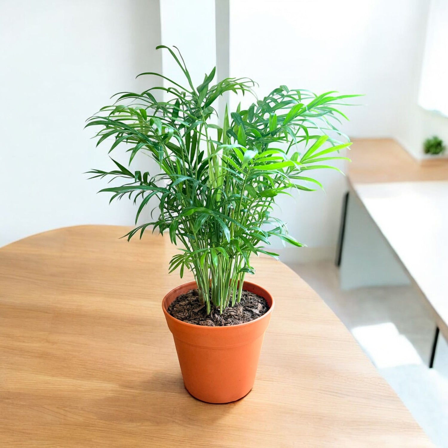 Neanthe Bella Palm (Live Indoor Plant)