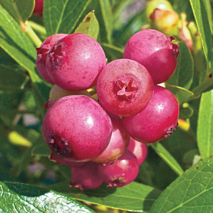 Potted Pink Lemonade Blueberry Plant on patio
