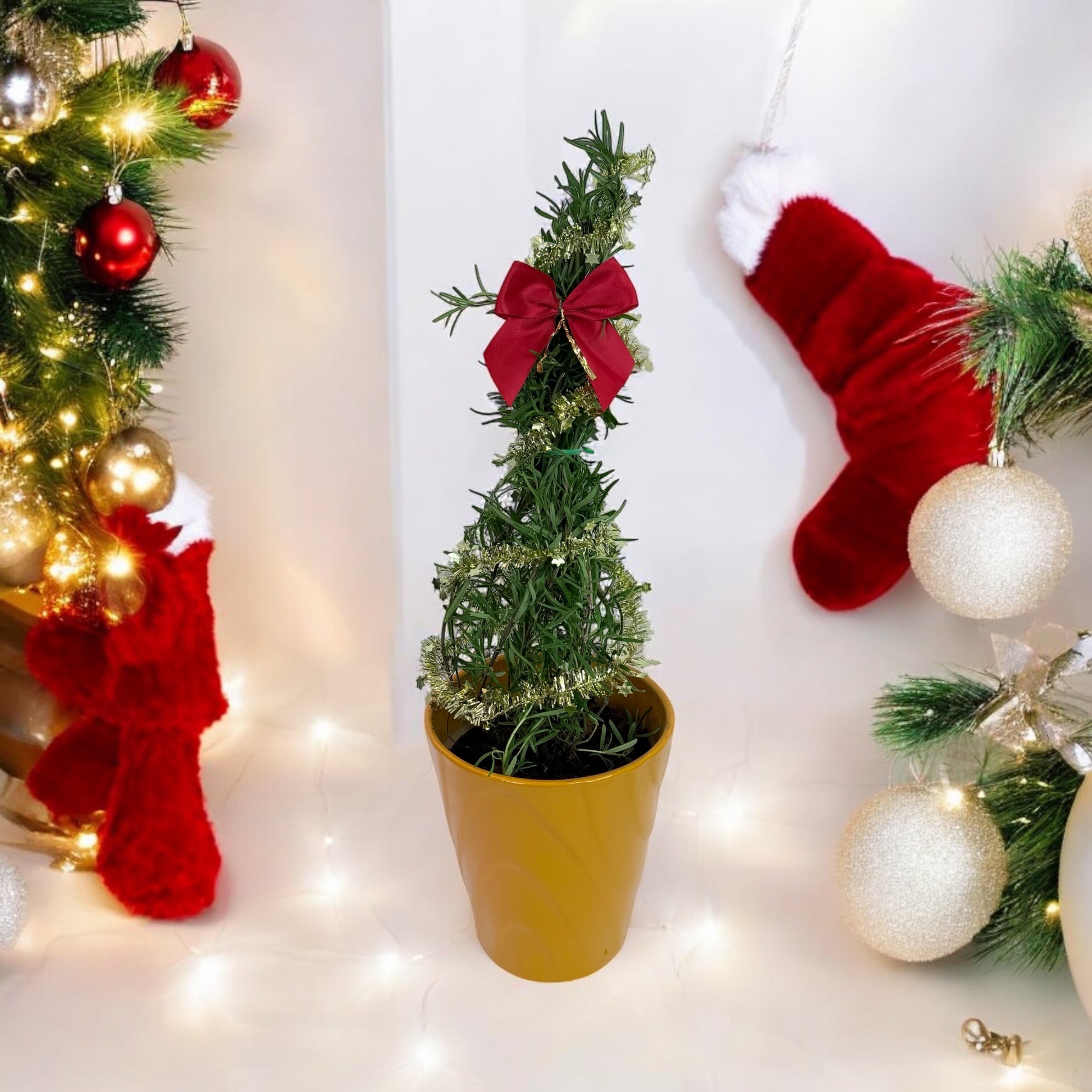 Athens Blue Rosemary