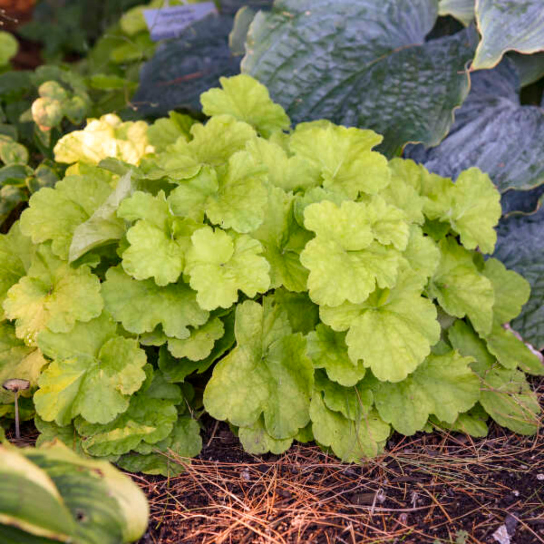 Heuchera X Villosa Pistache