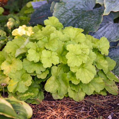 Heuchera X Villosa Pistache