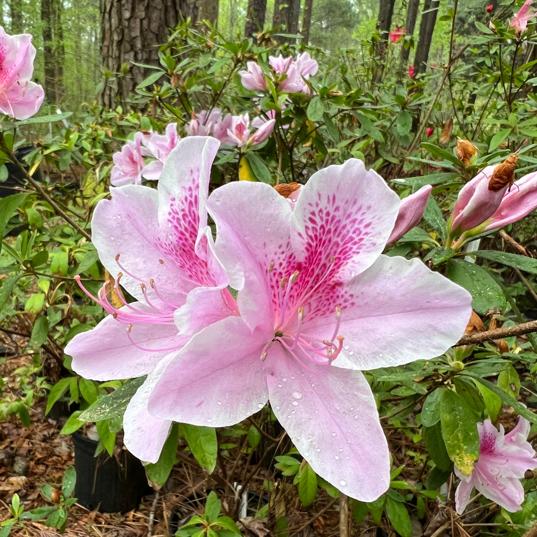 George Tabor Azalea