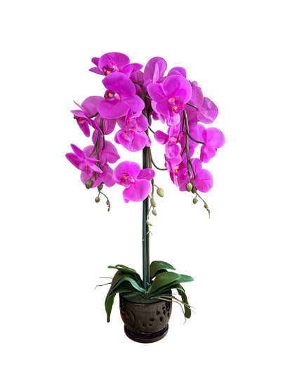 Elegant Purple Orchid in Black Ceramic Pot