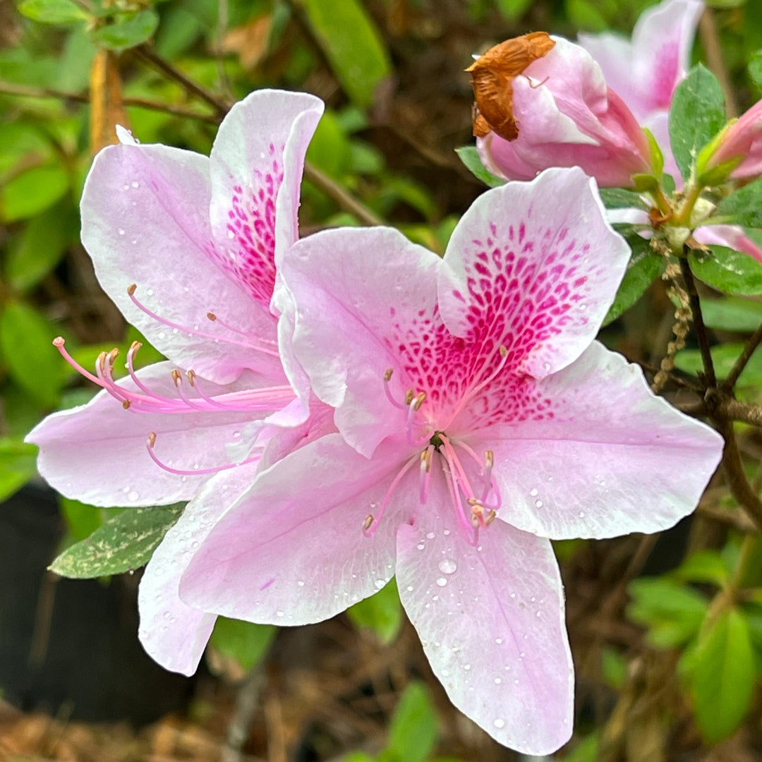 George Tabor Azalea