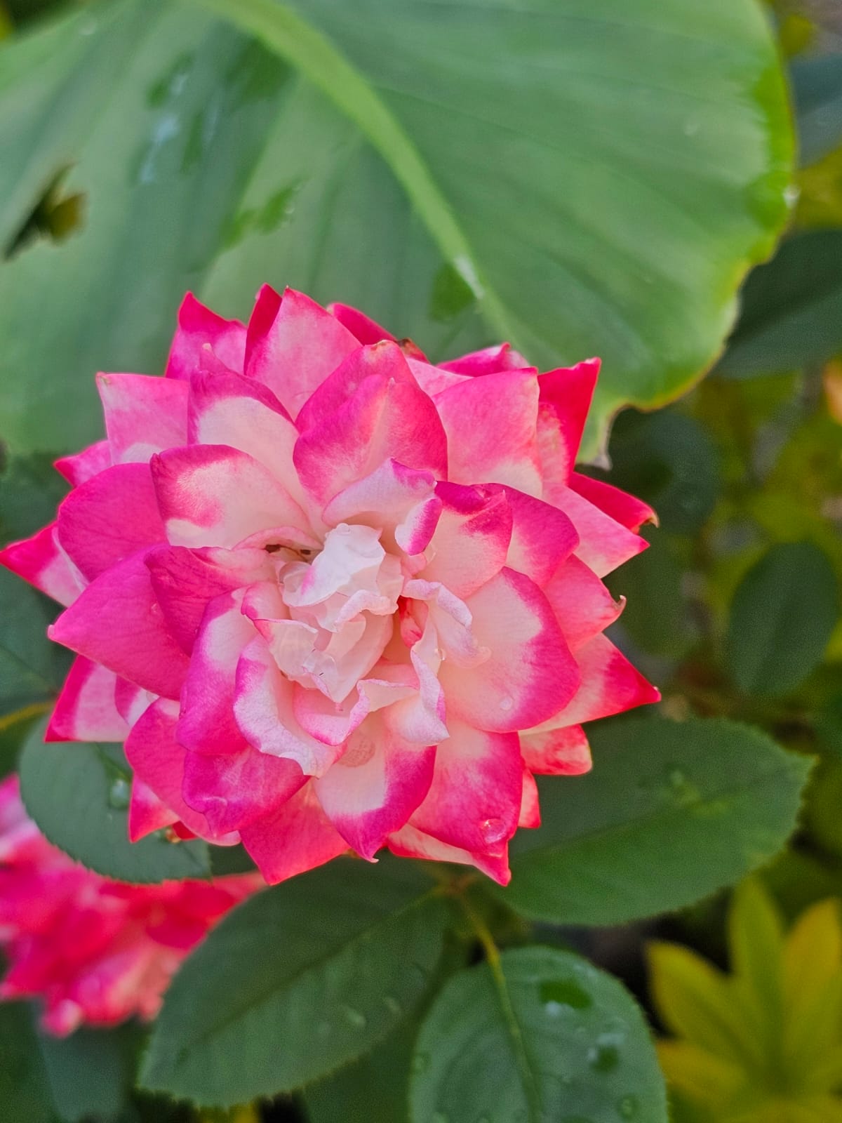 Candy Cane Cocktail Rose