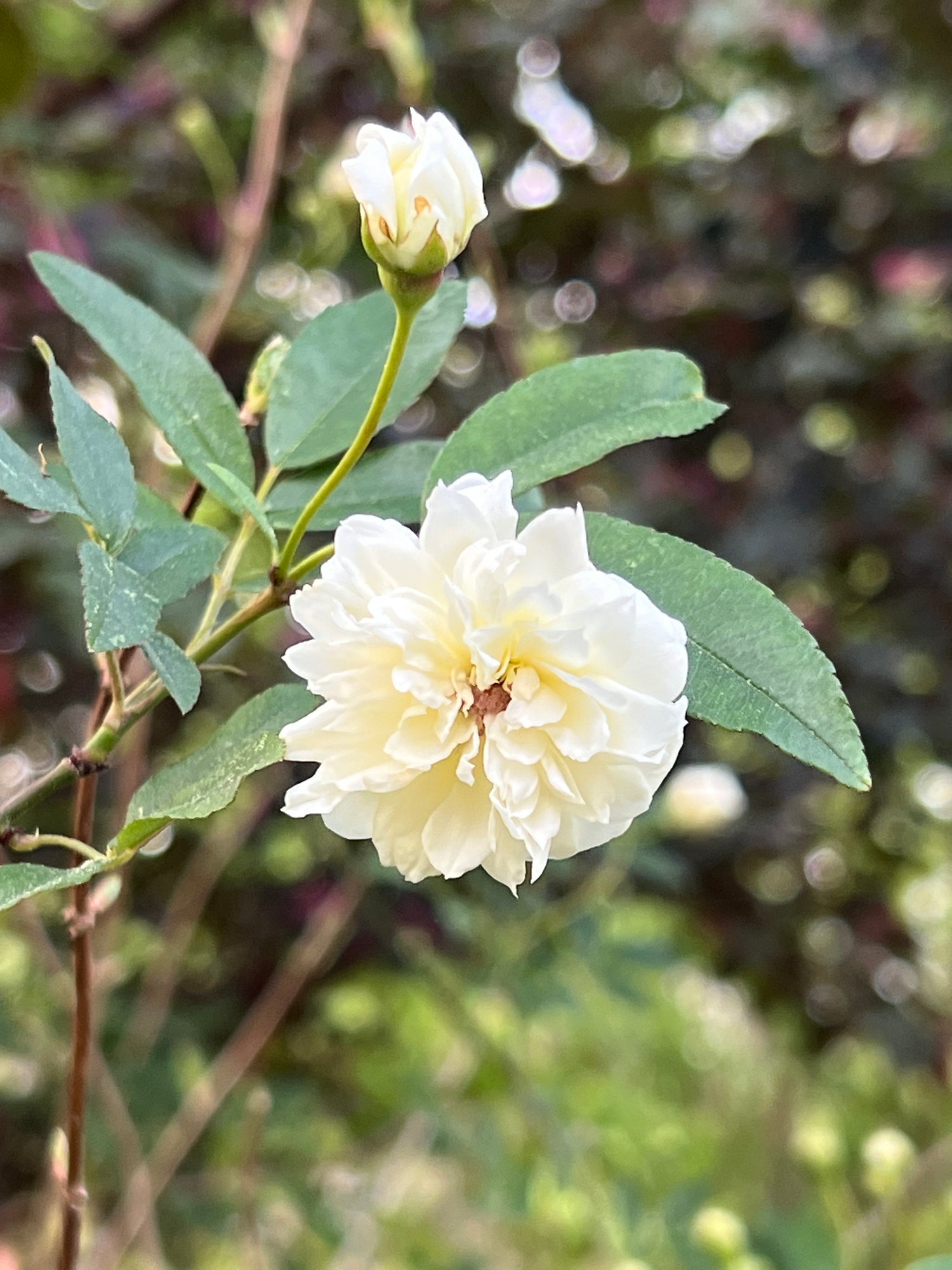 White Lady Banks Rose