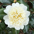 Jury’s Yellow Camellia Bloom Close-Up