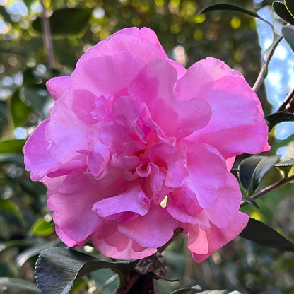 Stephanie Golden Camellia