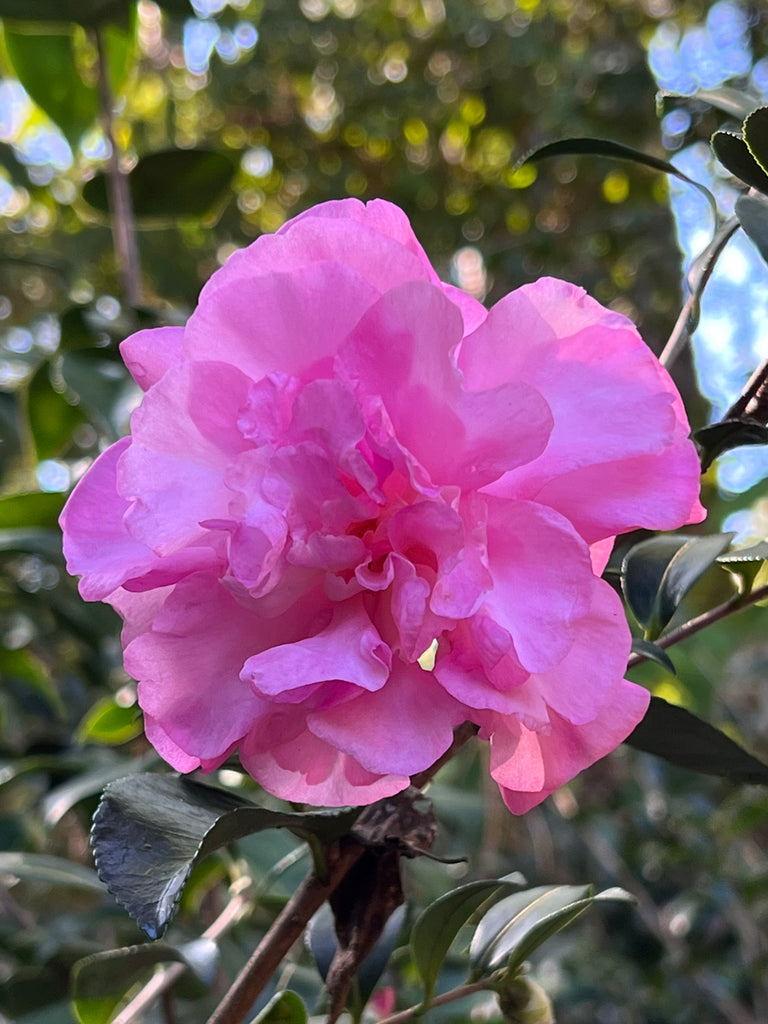 Stephanie Golden Camellia