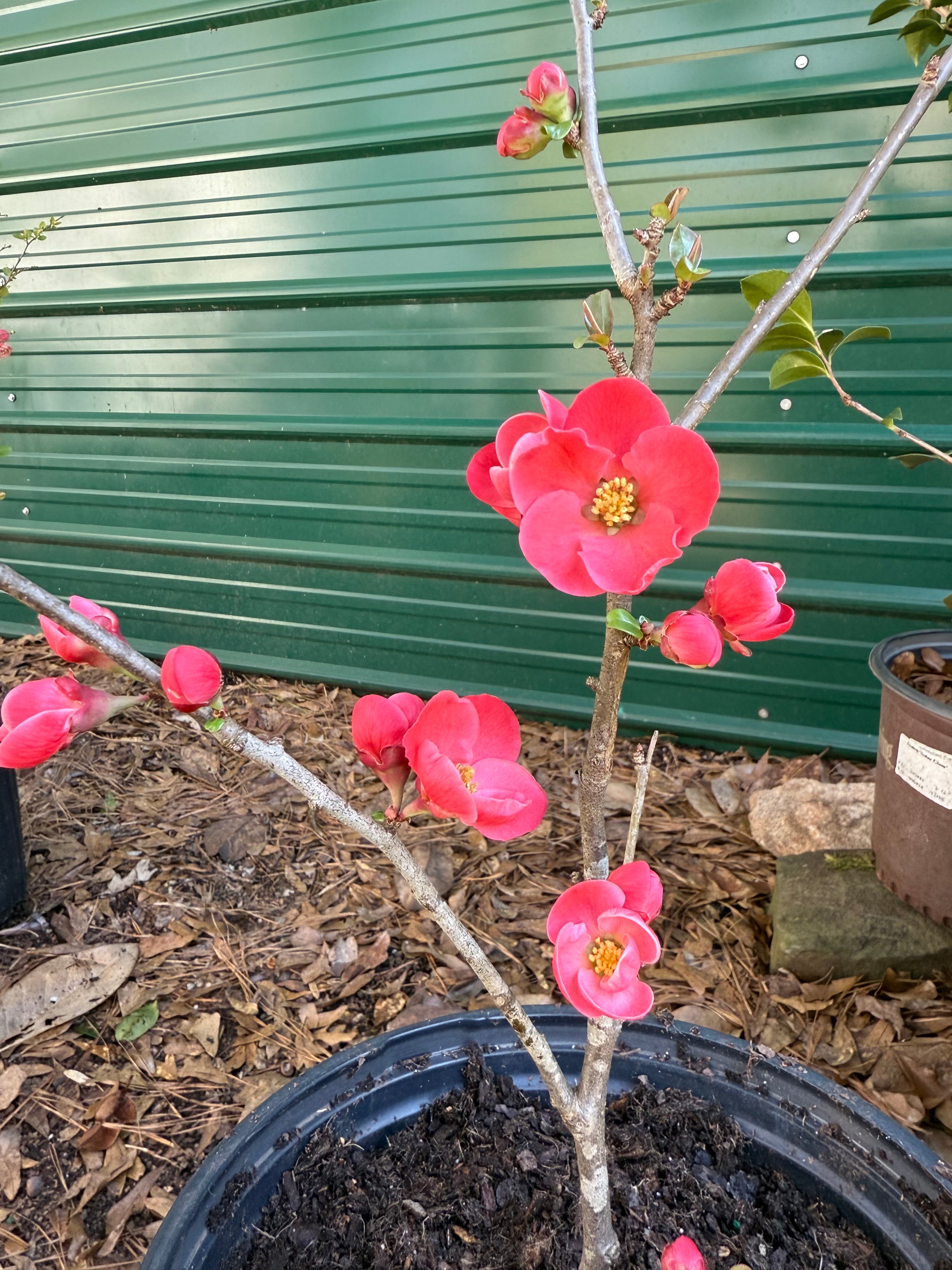 Spitfire Flowering Quince