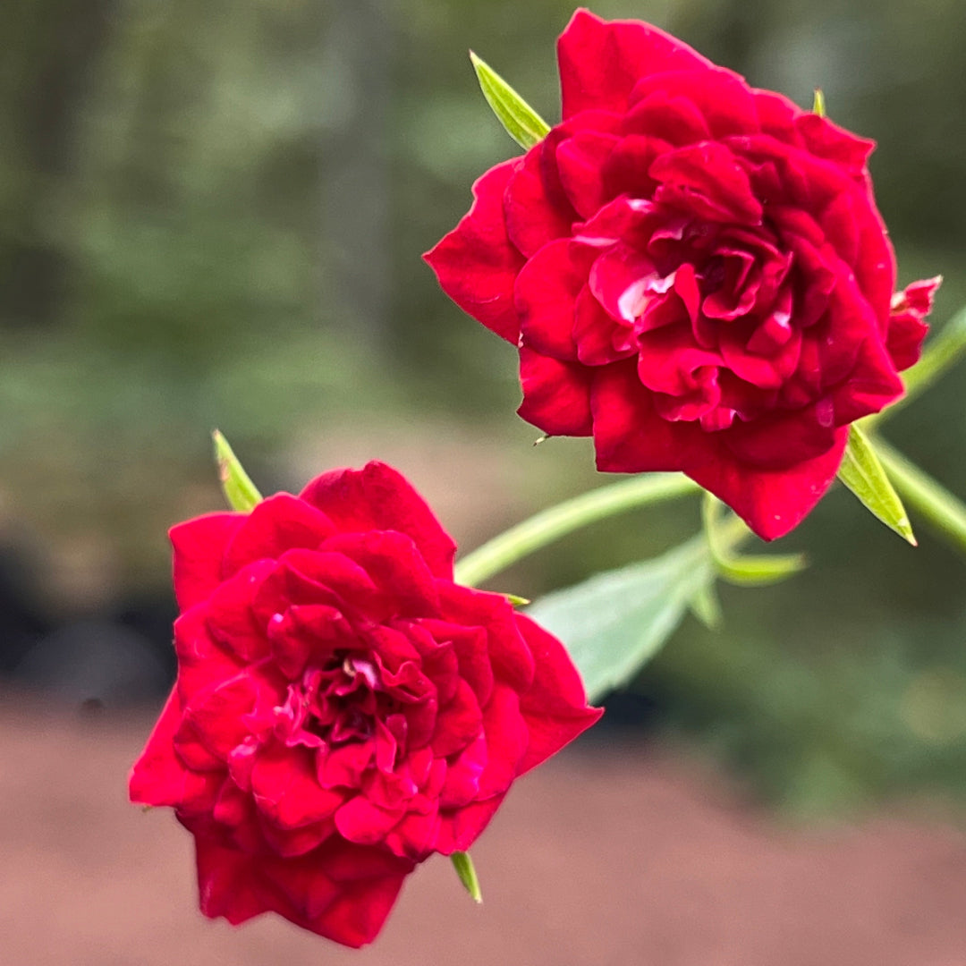 Red Cascade Rose