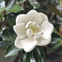 Southern Magnolia a.k.a. Magnolia Grandiflora