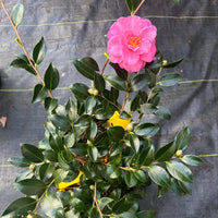 Hot pink camellia flowers on Shishi Gashira shrub
