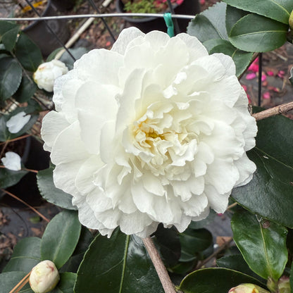 October Magic Ivory Camellia
