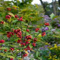 Strawberry Bush