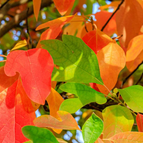 Sassafras Tree ( Spring Pre-Order )