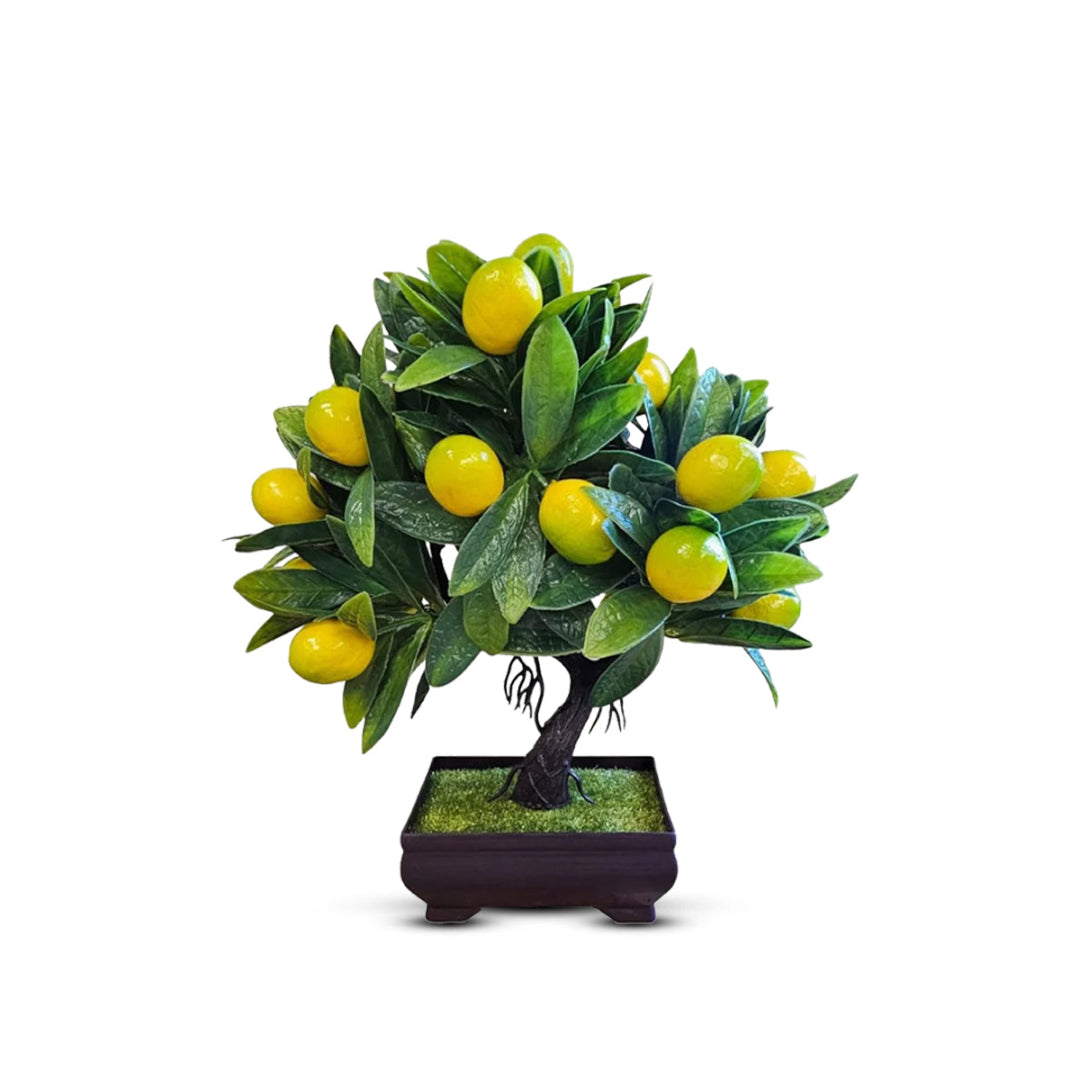 Mini Lemon Bonsai – Perfect Christmas Gift