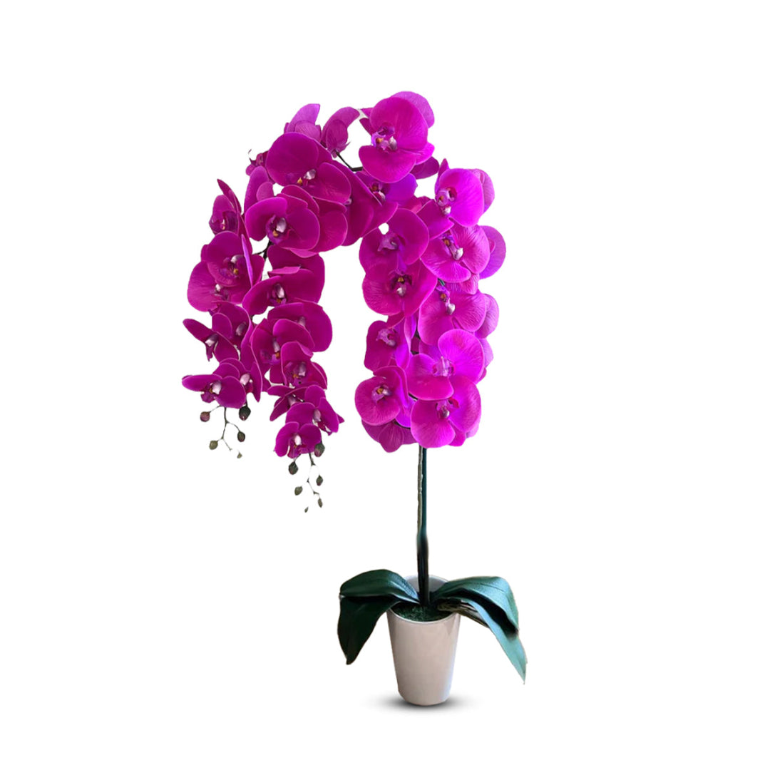 Gorgeous Fucshia Orchid with 22 Flowers in Ceramic Pot