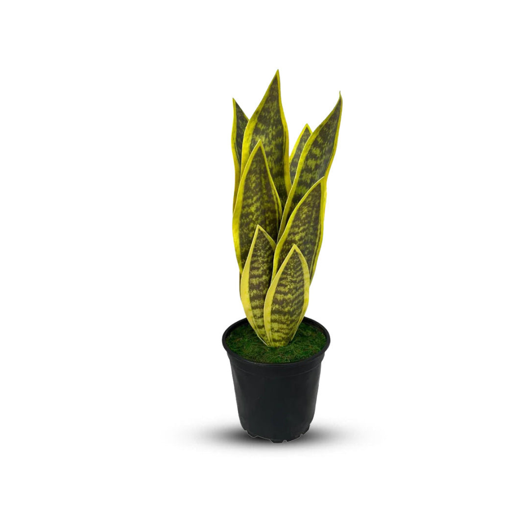 Beautiful Potted Snake Plant-Artificial