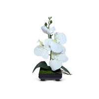 Gorgeous White Mini Orchid In Different Type of Pot - Artificial Plastic Pot