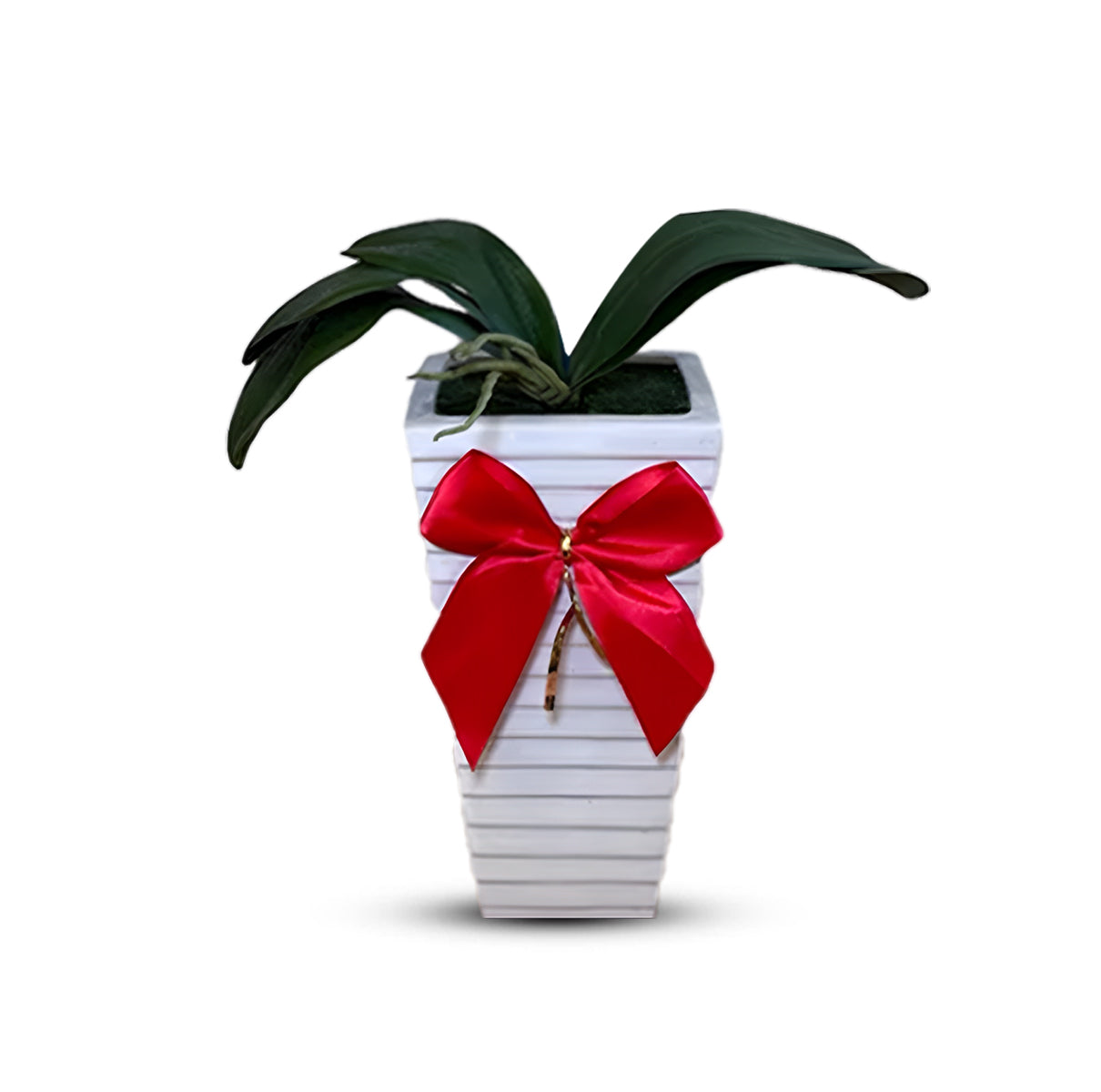 Stunning Orchid in Tall Ceramic Pot-Good Gift