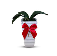 Artificial Stunning Orchid in Tall Ceramic Pot-Good Gift