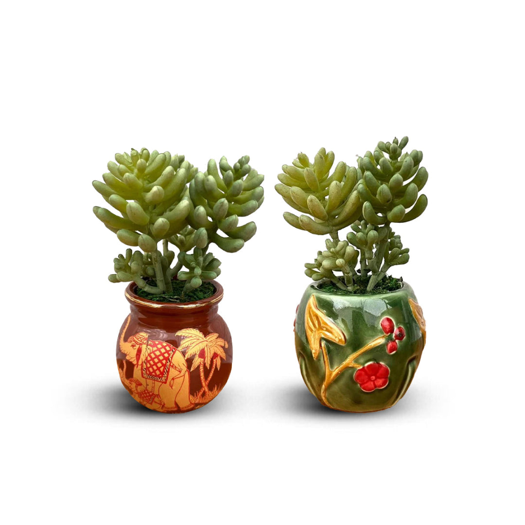 Beautiful Mini Green Succulent -Good Gift