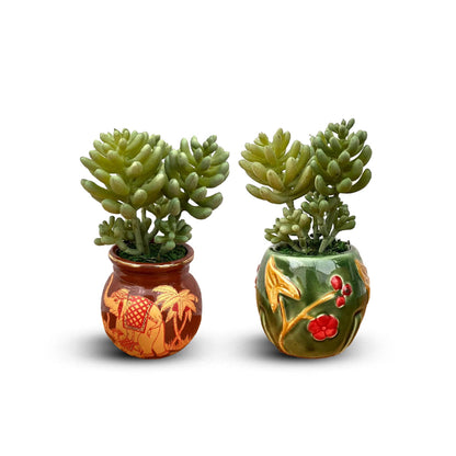 Beautiful Mini Green Succulent -Good Gift