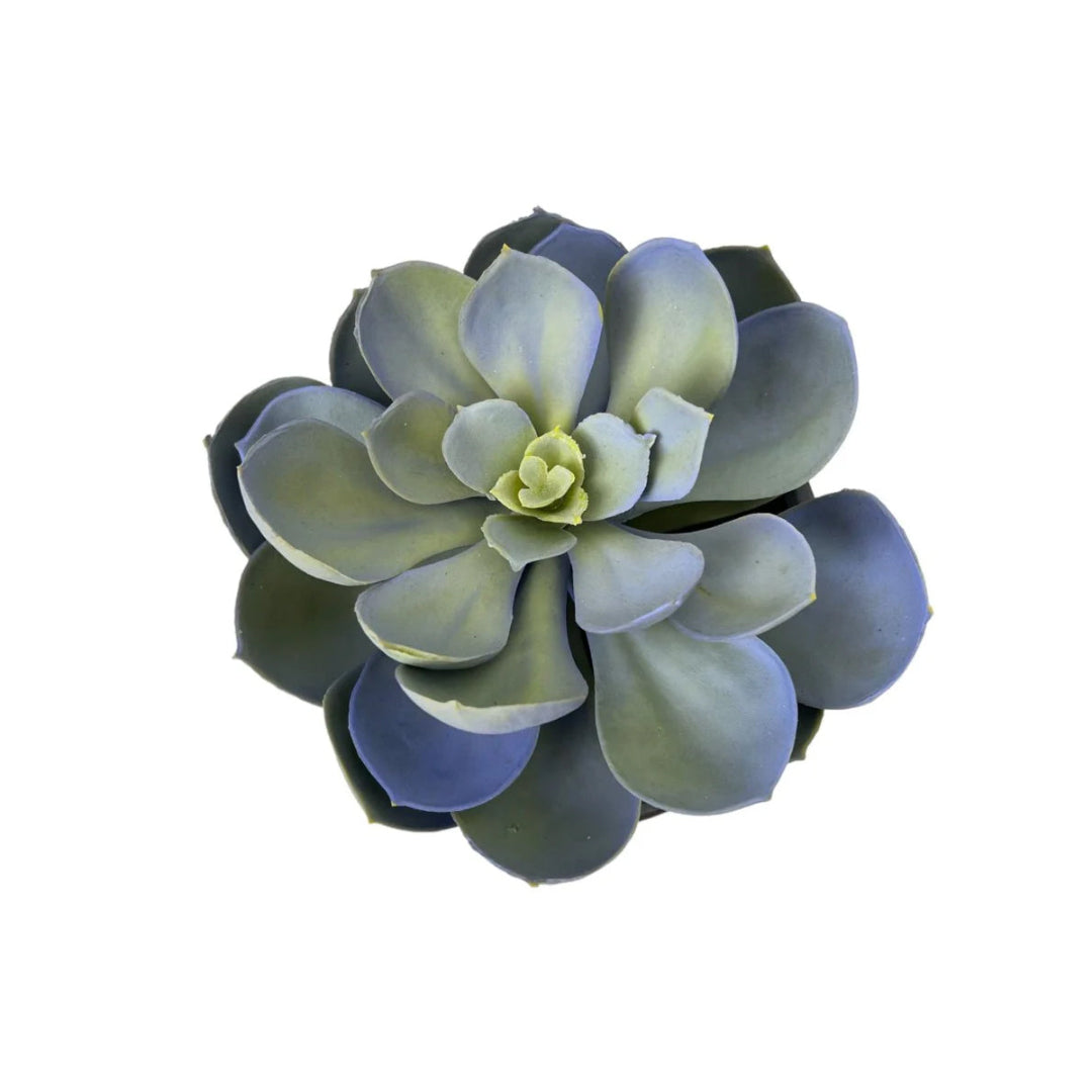 Gorgeous Echeveria in Color of Your Choice - Artificial