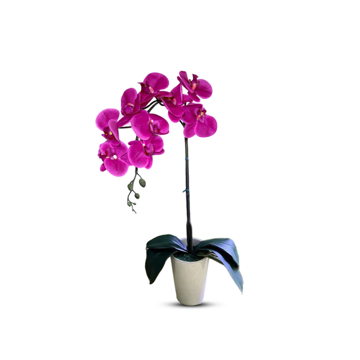Gorgeous Artificial Orchids In White Ceramic Pot-Perfect Gift (Artificial)