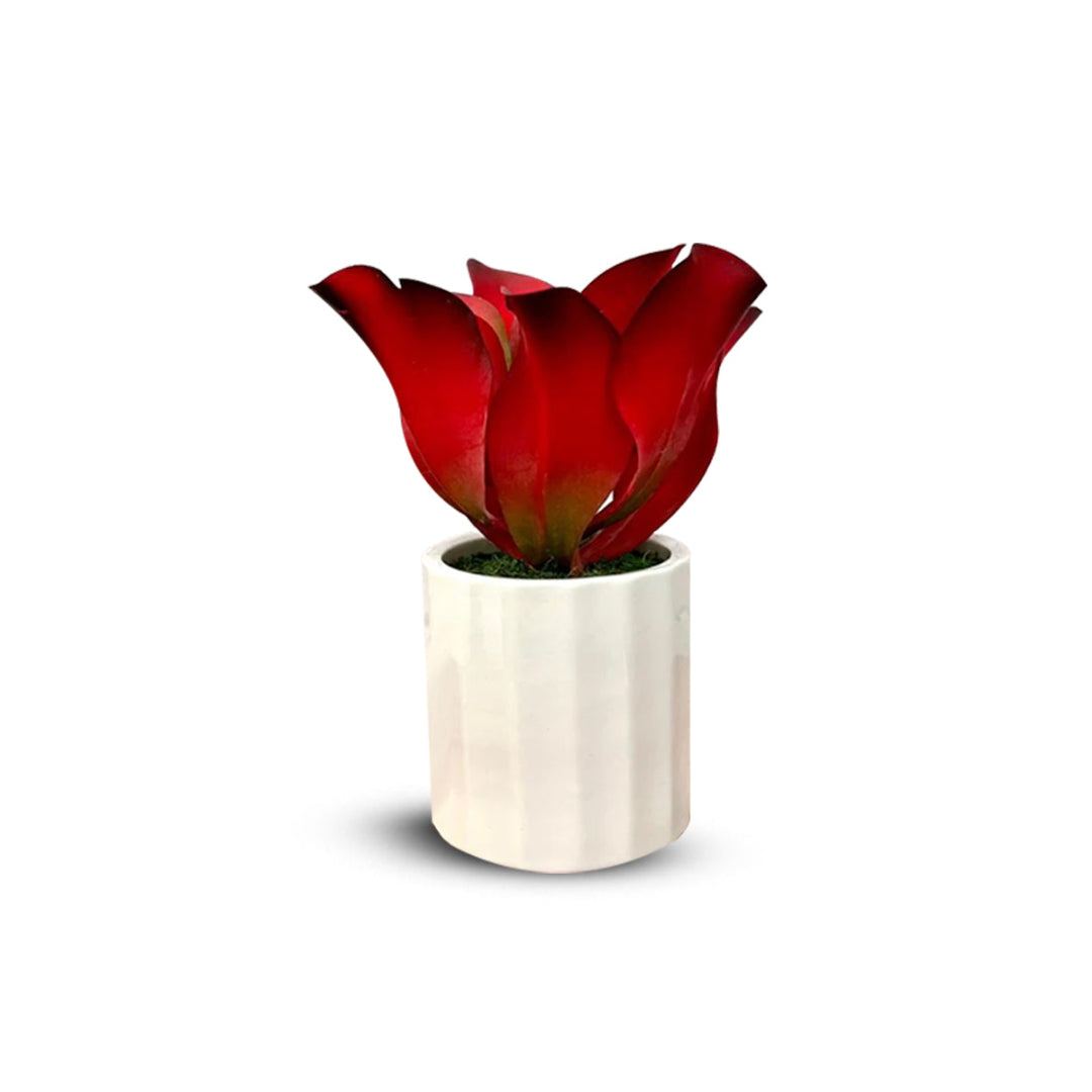 Stunning Plant with Ceramic Pot-Good Gift