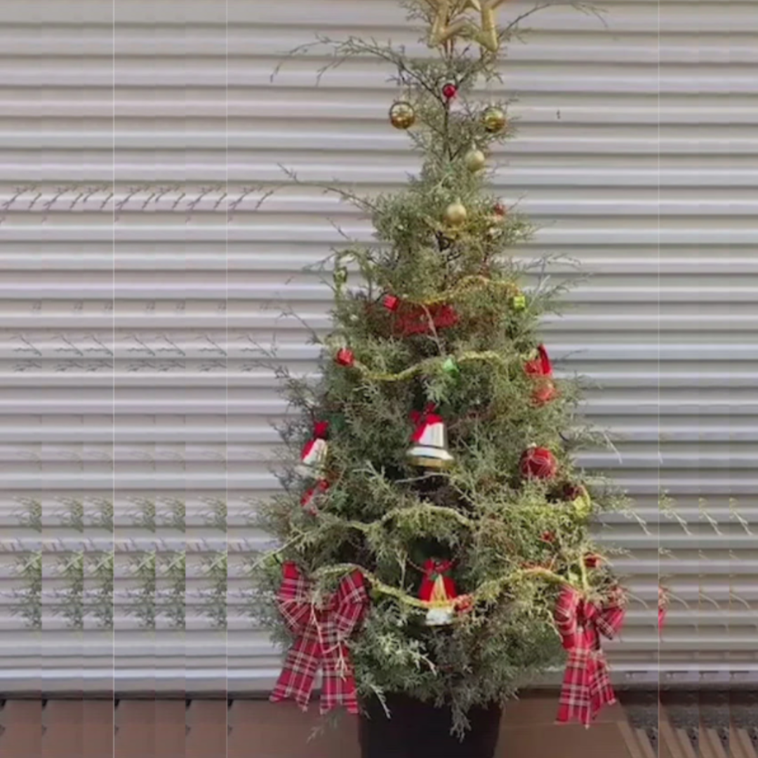 Murray Cypress Christmas Tree