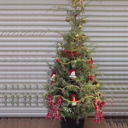 Murray Cypress Christmas Tree