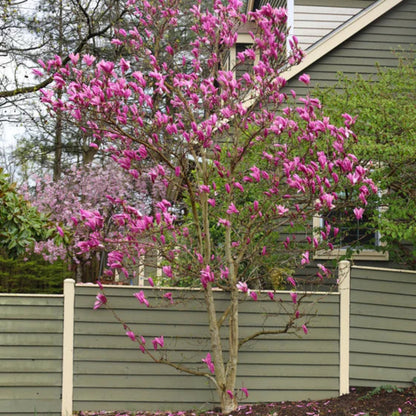 Ann Magnolia Tree