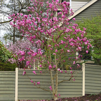 Flowering Ann Magnolia tree displaying large, tulip-shaped pink blooms